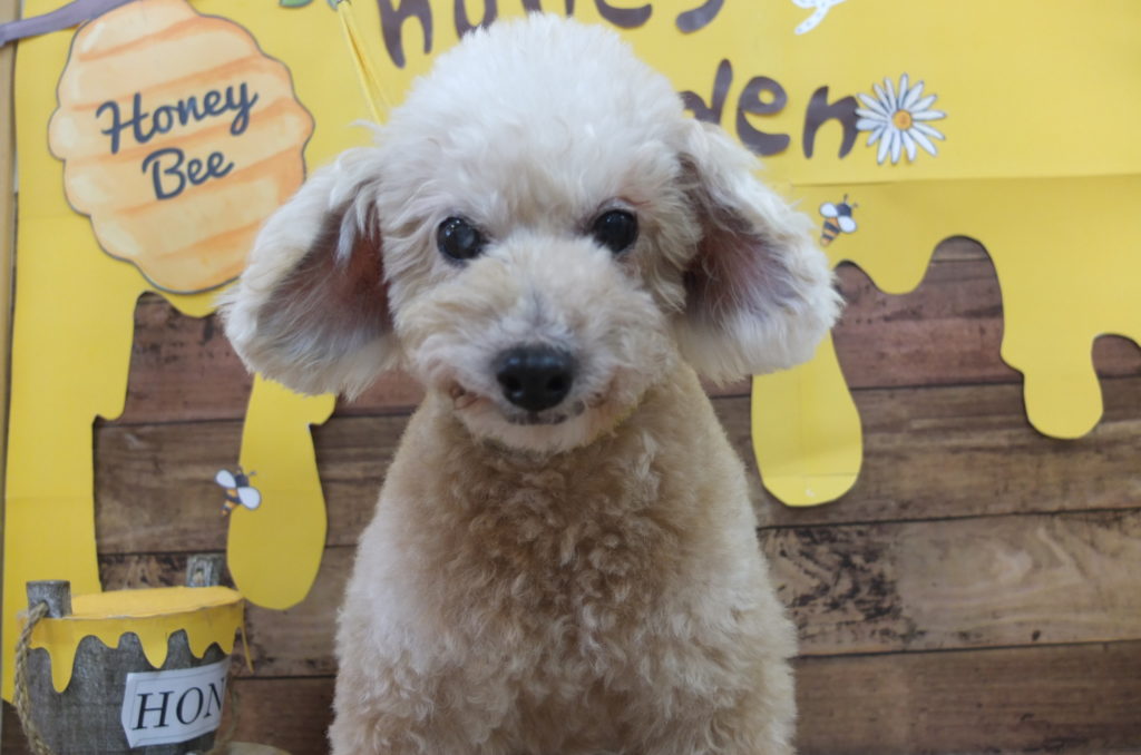 動物共生推進事業 Happy Life With Pets 4月29日 日 柏の葉公園フリーマーケットに参加します