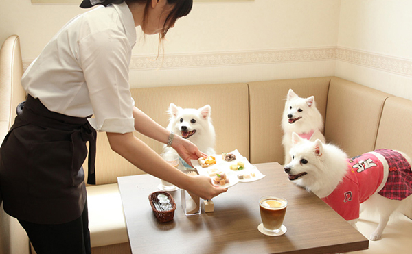 動物共生推進事業 Happy Life With Pets 譲渡の場 しろいぬカフェ