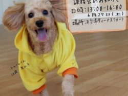 お台場ヴィーナスフォート犬の譲渡会イメージ